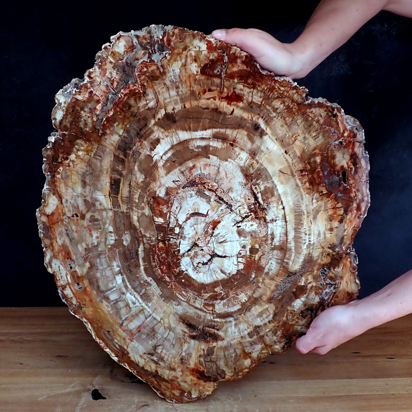 Sehr Große Scheibe Versteinertes Holz - 15741,58g - 620 x 505 x 37mm
