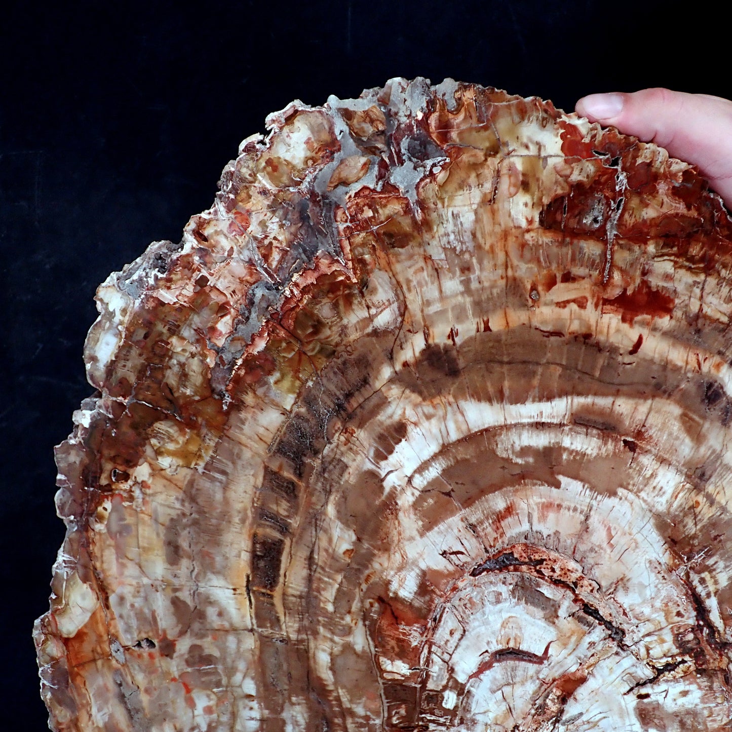 Sehr Große Scheibe Versteinertes Holz - 15741,58g - 620 x 505 x 37mm