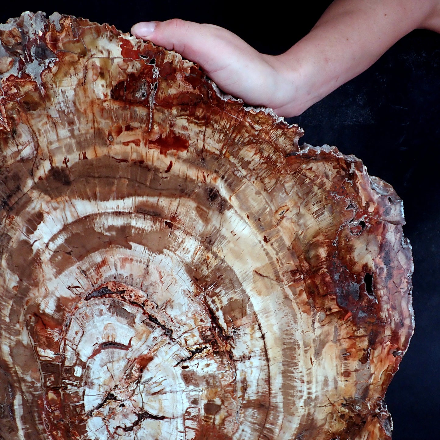 Sehr Große Scheibe Versteinertes Holz - 15741,58g - 620 x 505 x 37mm