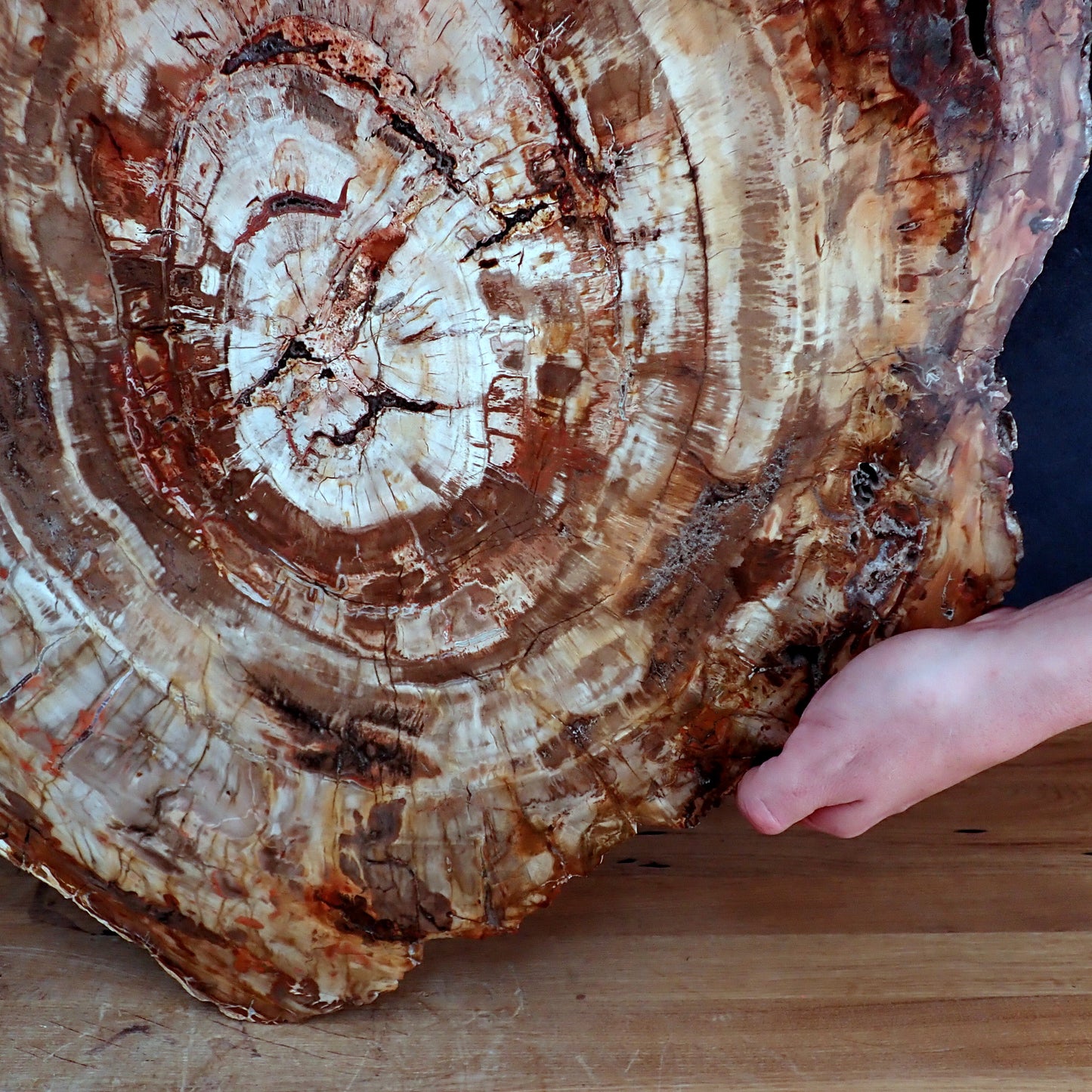 Sehr Große Scheibe Versteinertes Holz - 15741,58g - 620 x 505 x 37mm
