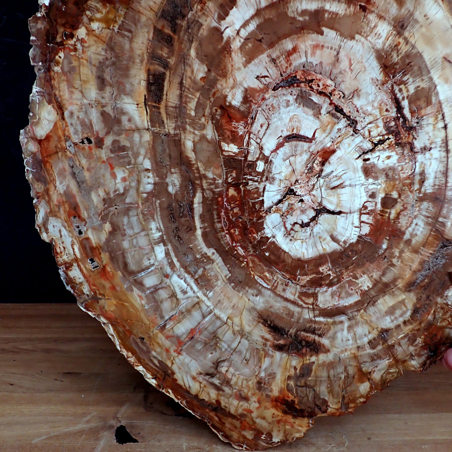 Sehr Große Scheibe Versteinertes Holz - 15741,58g - 620 x 505 x 37mm