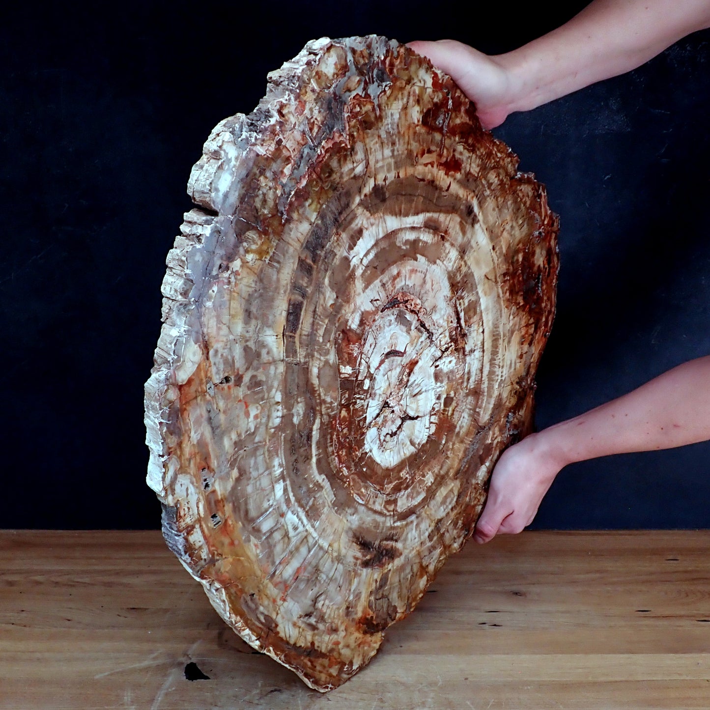 Sehr Große Scheibe Versteinertes Holz - 15741,58g - 620 x 505 x 37mm