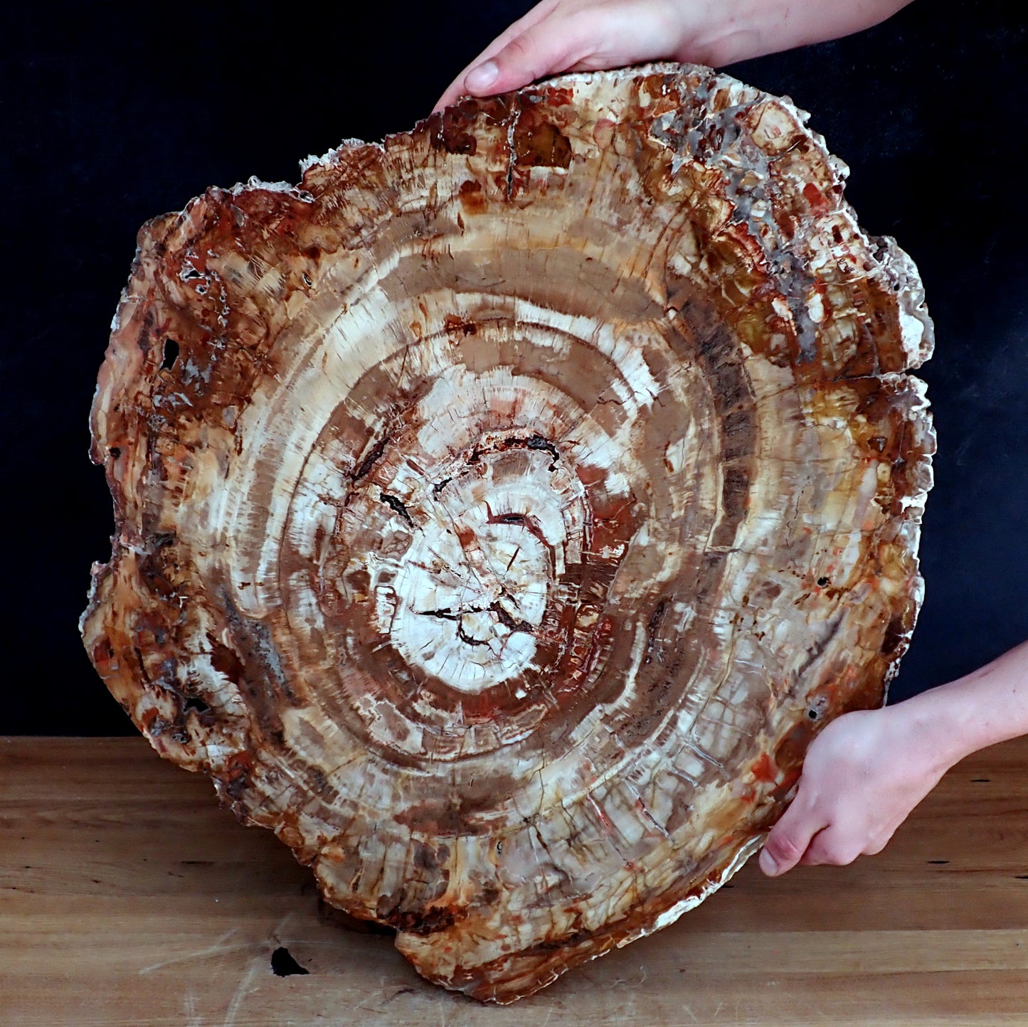 Sehr Große Scheibe Versteinertes Holz - 15741,58g - 620 x 505 x 37mm