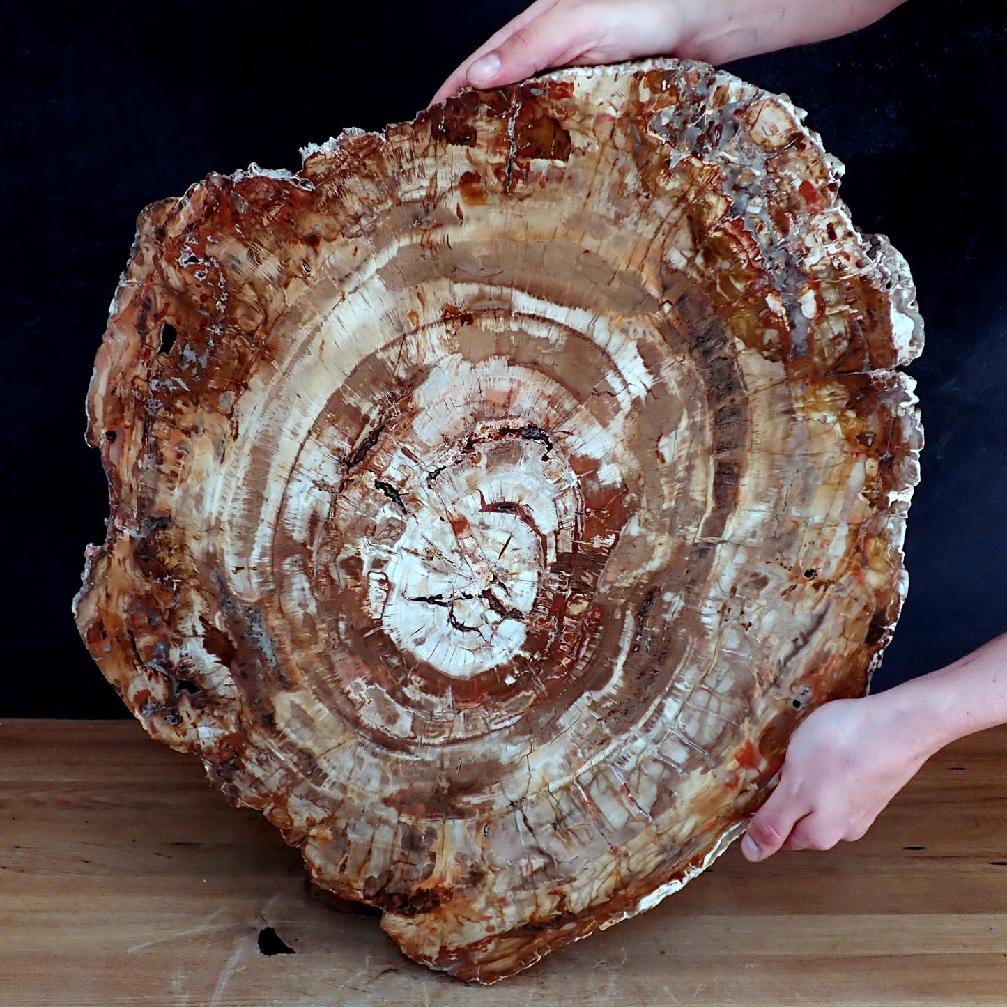 Sehr Große Scheibe Versteinertes Holz - 15741,58g - 620 x 505 x 37mm