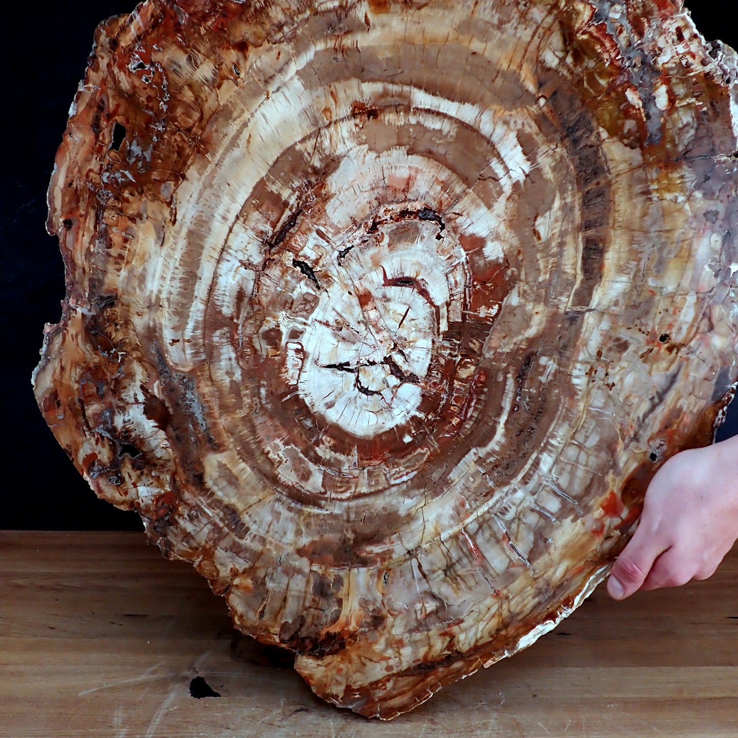 Sehr Große Scheibe Versteinertes Holz - 15741,58g - 620 x 505 x 37mm