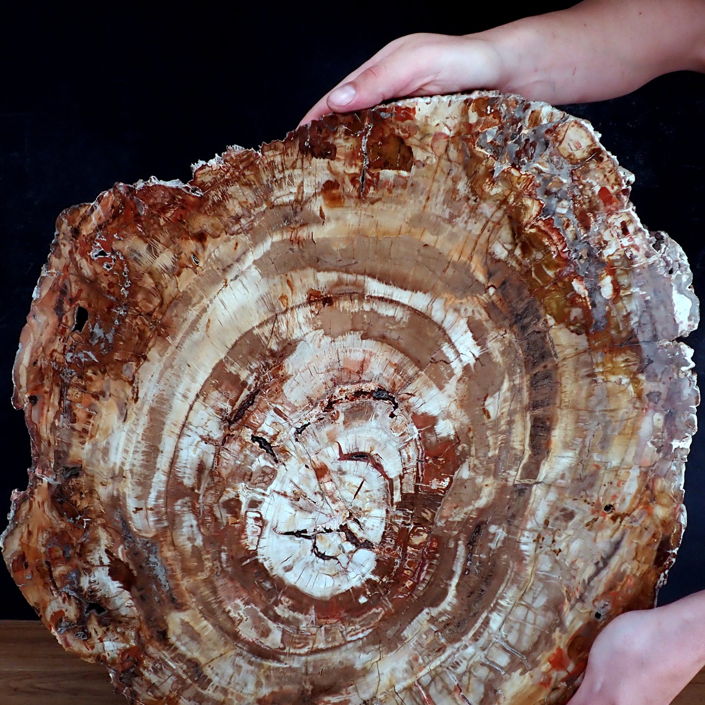 Sehr Große Scheibe Versteinertes Holz - 15741,58g - 620 x 505 x 37mm