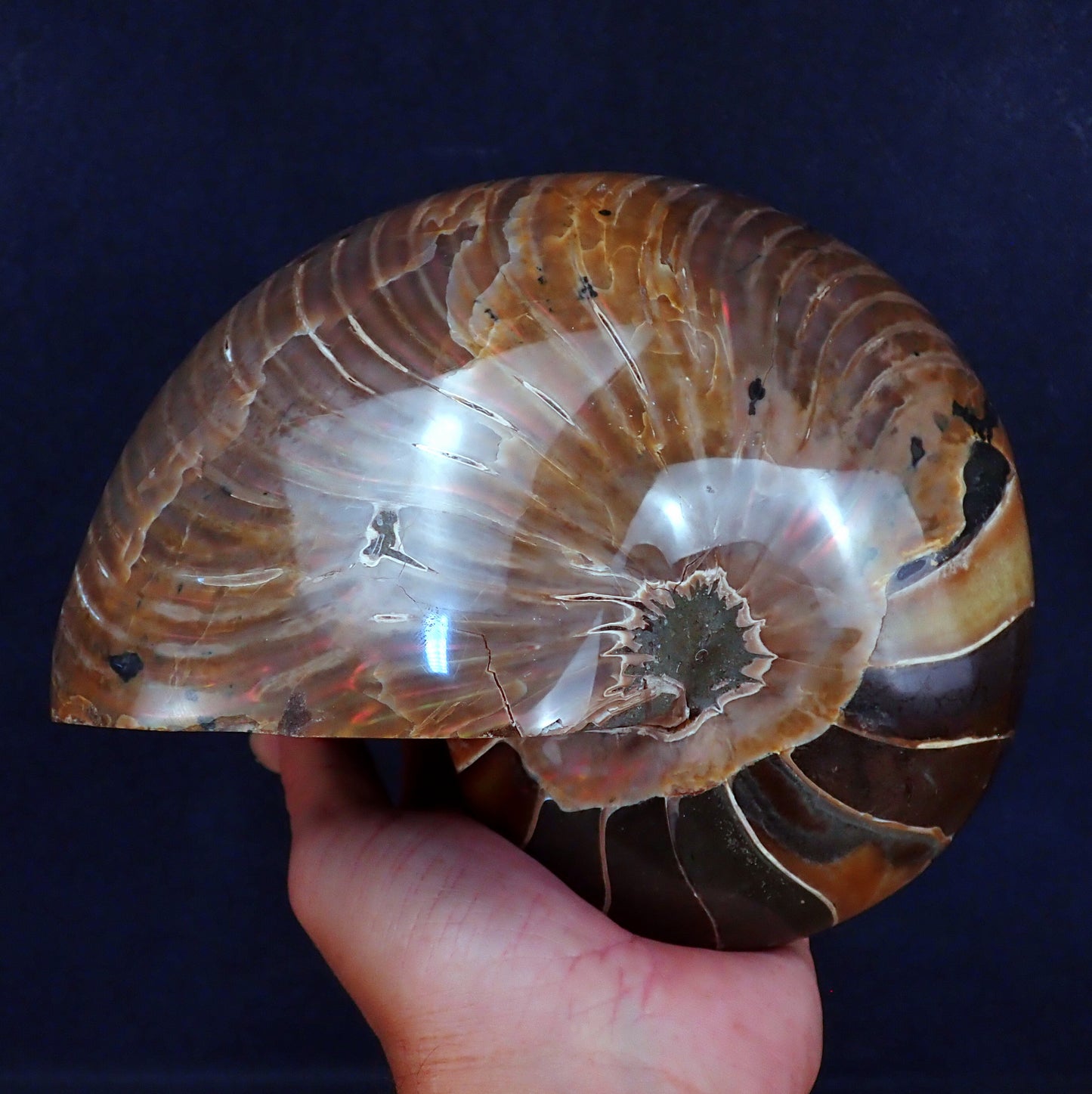 Natürlicher Bunter & Schillernder Nautilus Fossil - 4273,61g