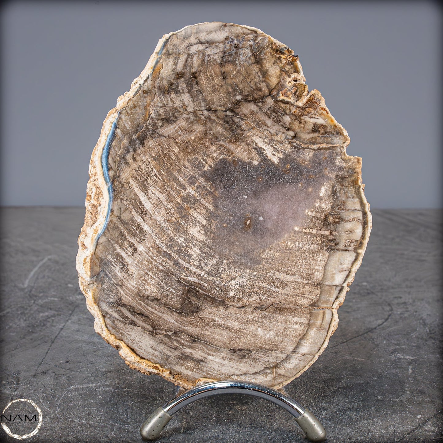 Natürliche Scheibe Versteinertes Holz - 654,42g