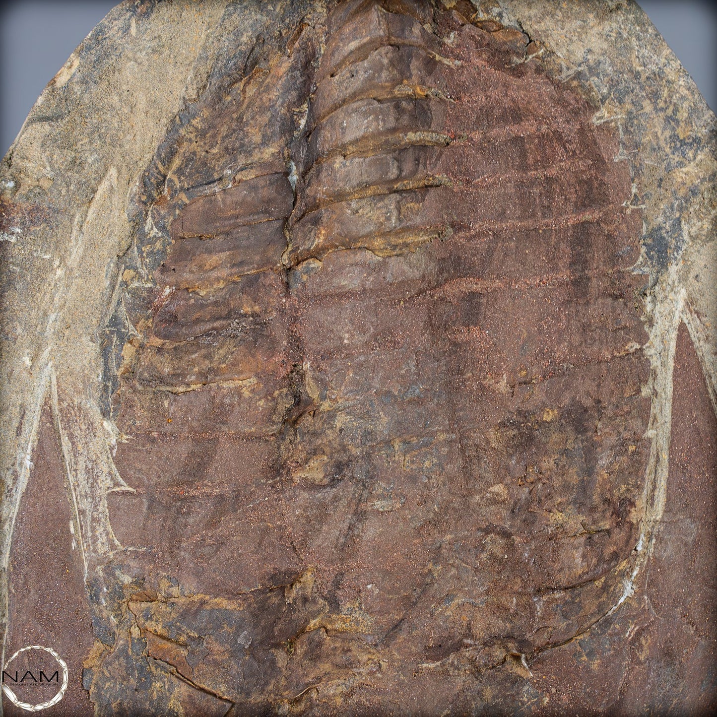 Fossil eines großen Trilobiten - Hollardops mesocristata, Marokko - 1691,35g