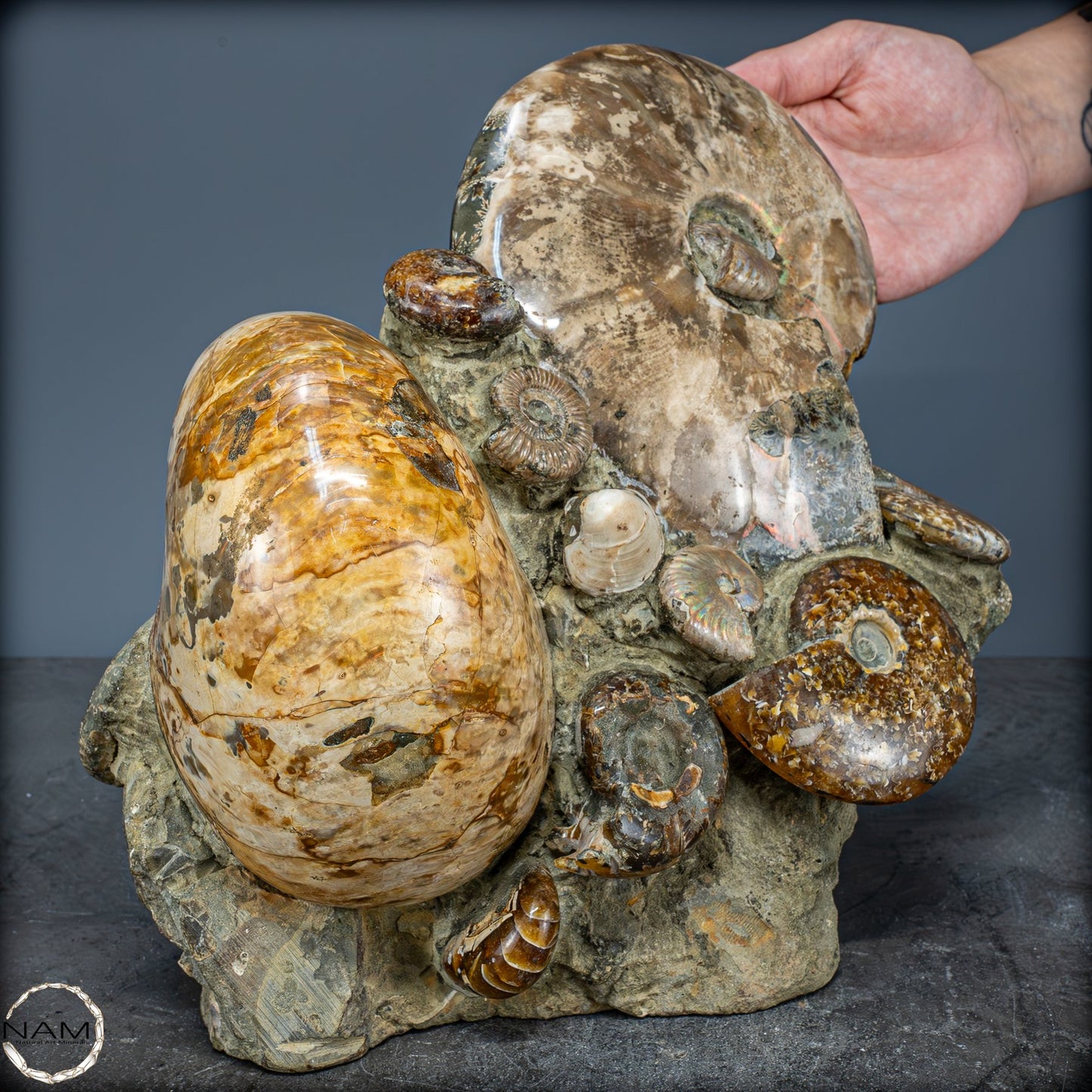 Natürliche Ammoniten der Cleoniceras-Gruppe - 8018,74g
