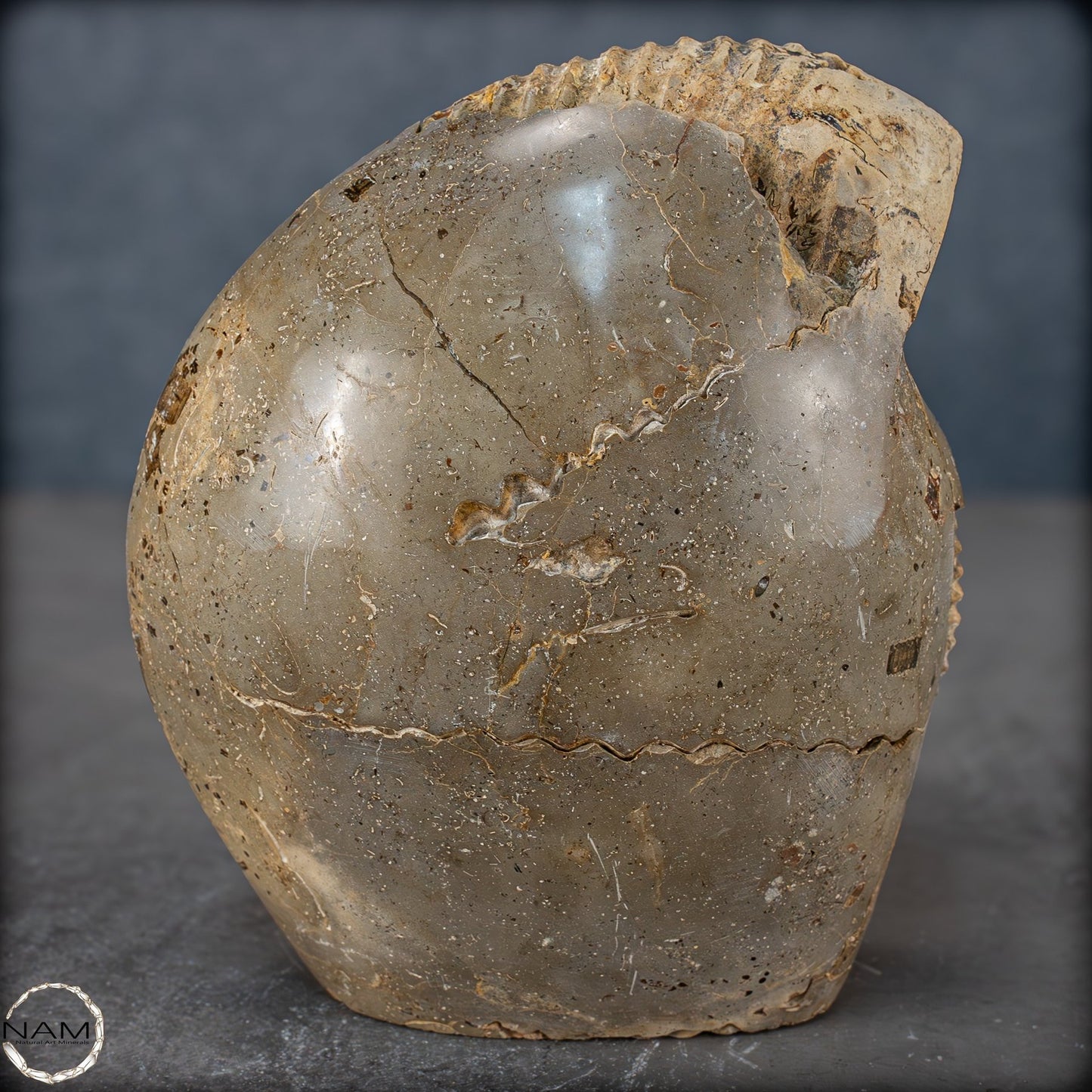 Natürliches Ammoniten-Fossil in Septarien-Matrix, sehr selten - 1719,05g