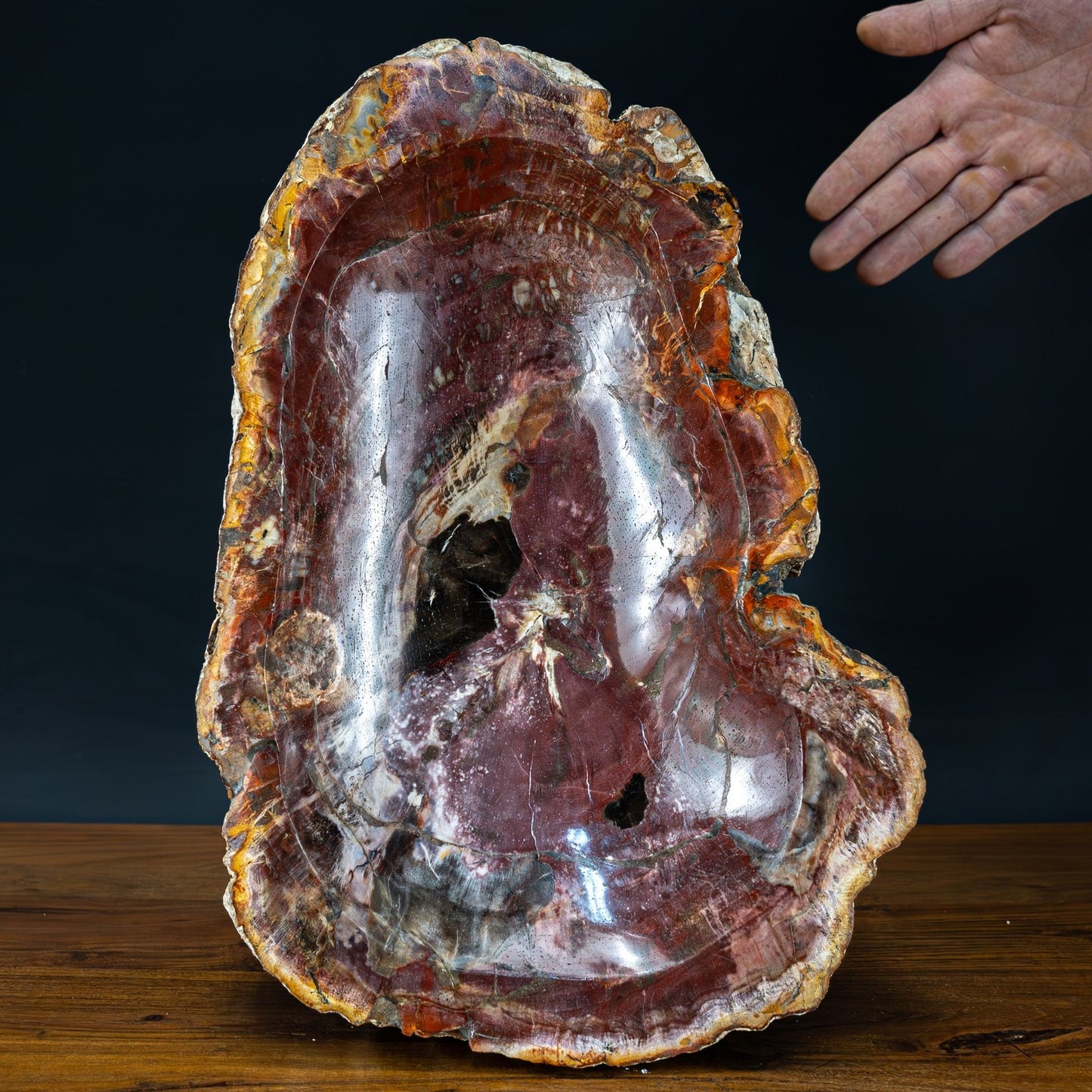 Natürliche, Große Versteinerte Holz Kristall-Schale - 7143,26g