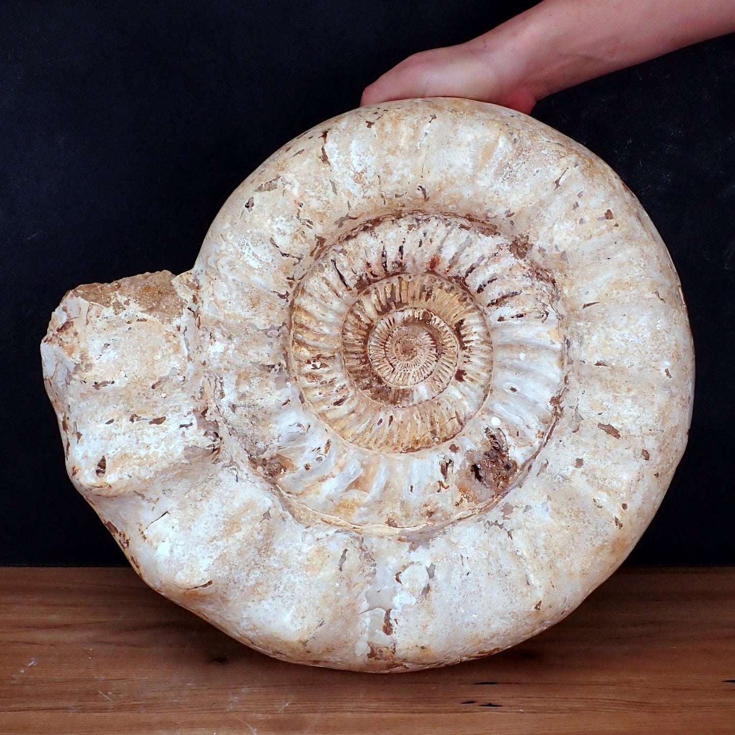 Natürliches sehr Großes Ammonit Fossil - 23521,7g
