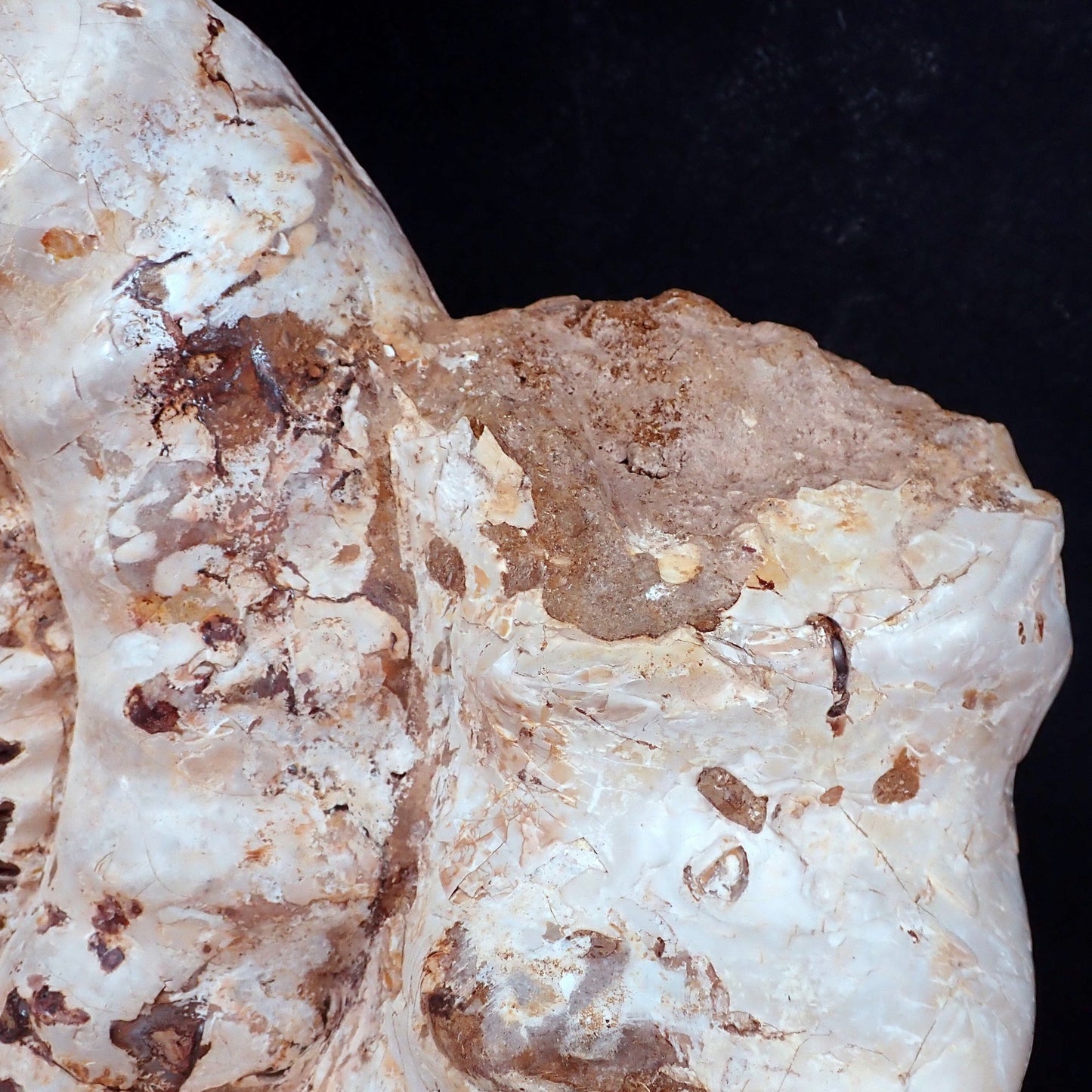 Natürliches sehr Großes Ammonit Fossil - 23521,7g