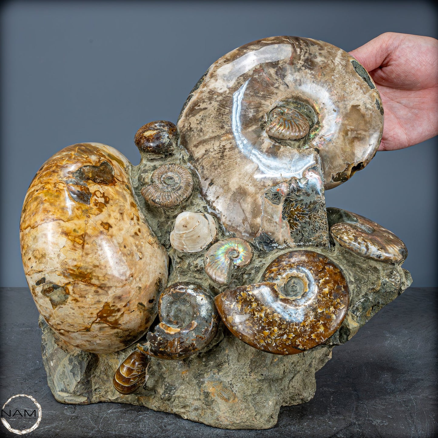 Natürliche Ammoniten der Cleoniceras-Gruppe - 8018,74g