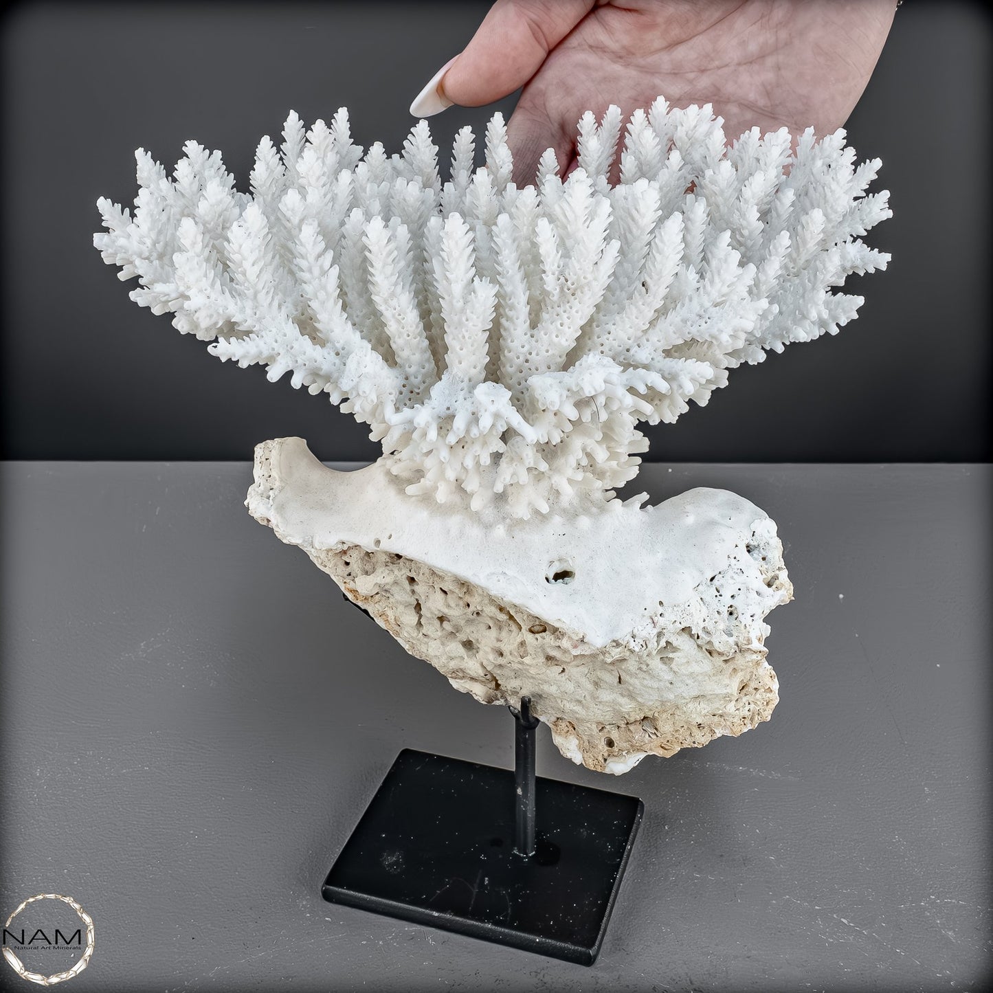 Zweige der weißen Koralle Acropora Florida auf Handgemachter Basis - 668,84g