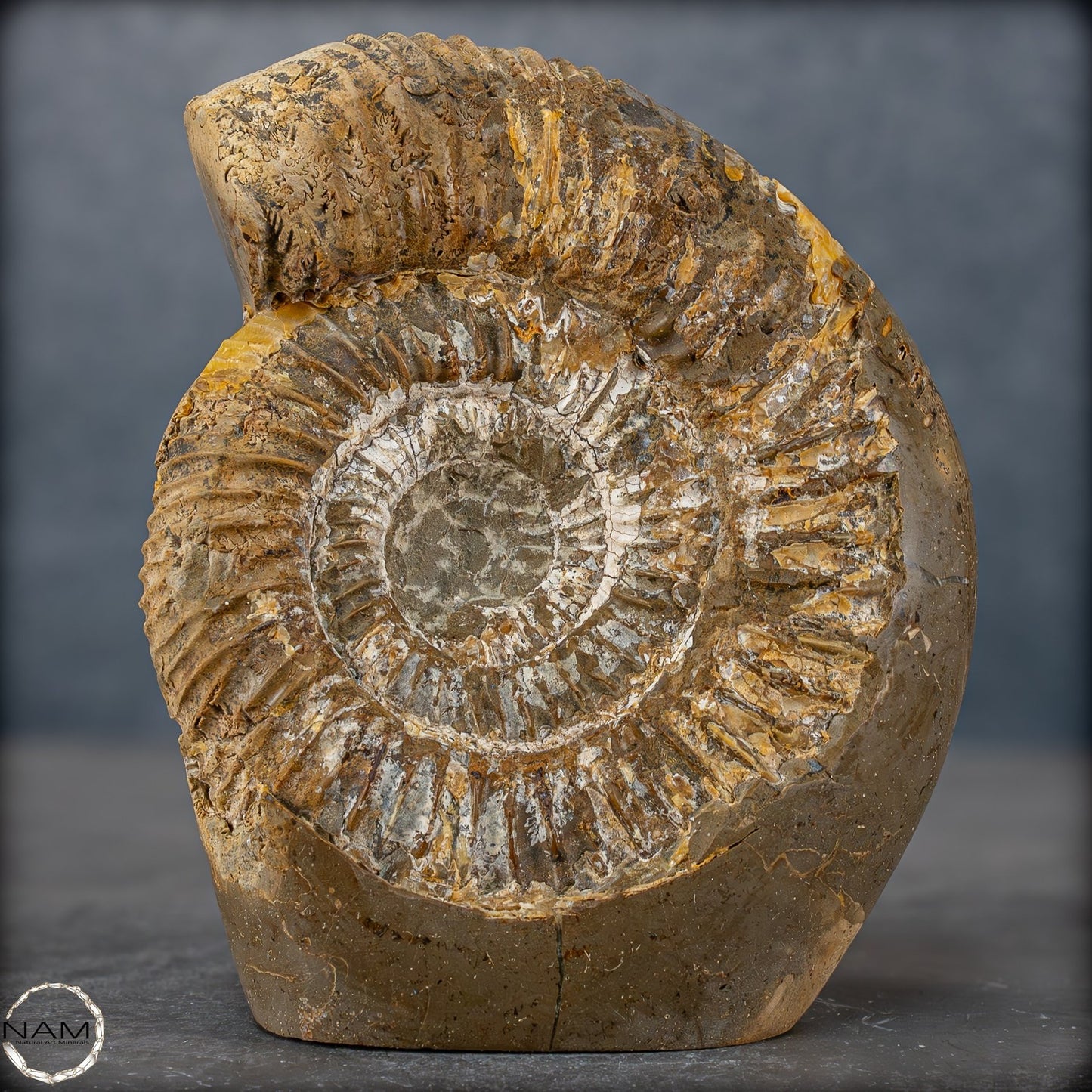 Natürliches Ammoniten-Fossil in Septarien-Matrix, sehr selten - 1719,05g