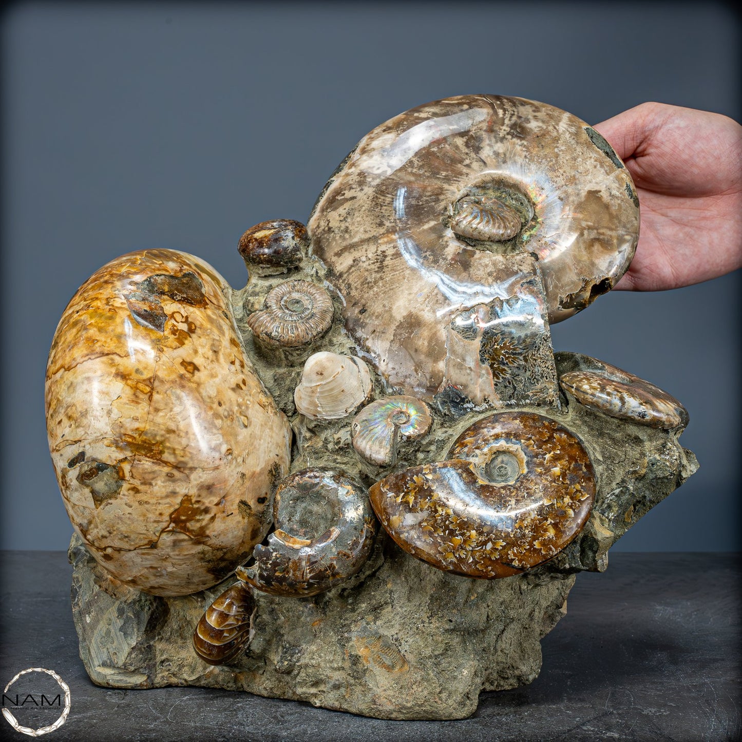 Natürliche Ammoniten der Cleoniceras-Gruppe - 8018,74g