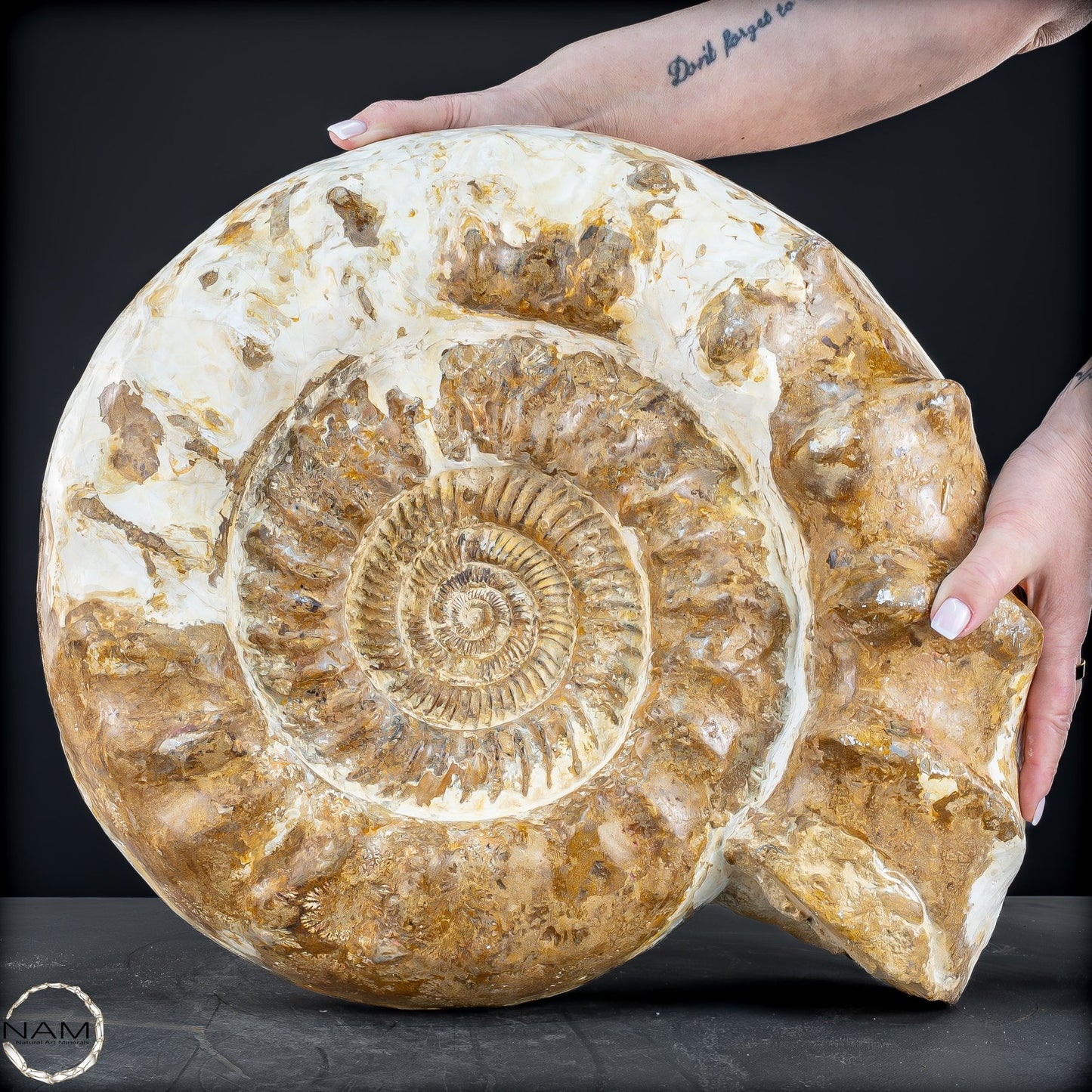 Sehr Großes Ammonit Fossil - 36666,66g