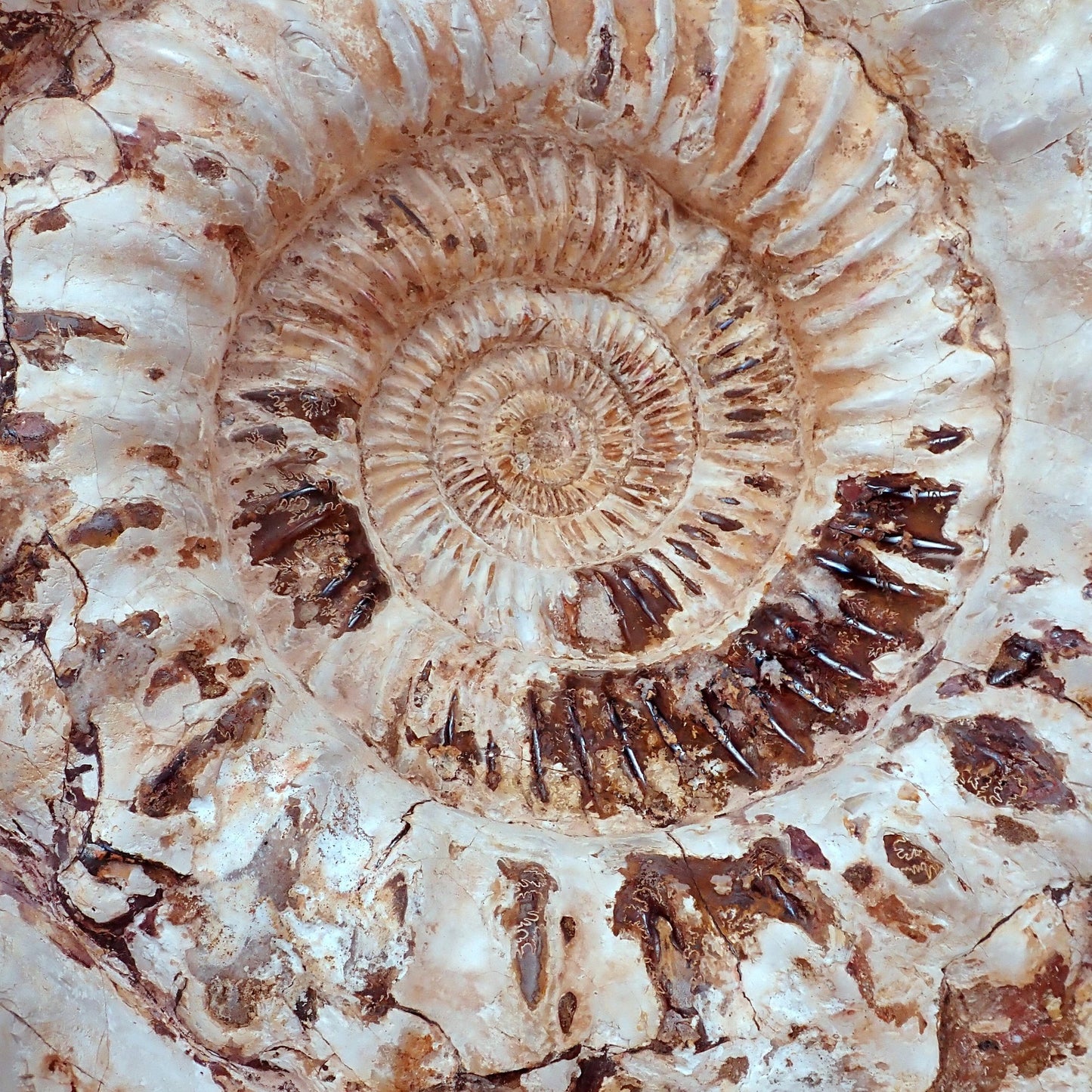 Natürliches sehr Großes Ammonit Fossil - 23521,7g