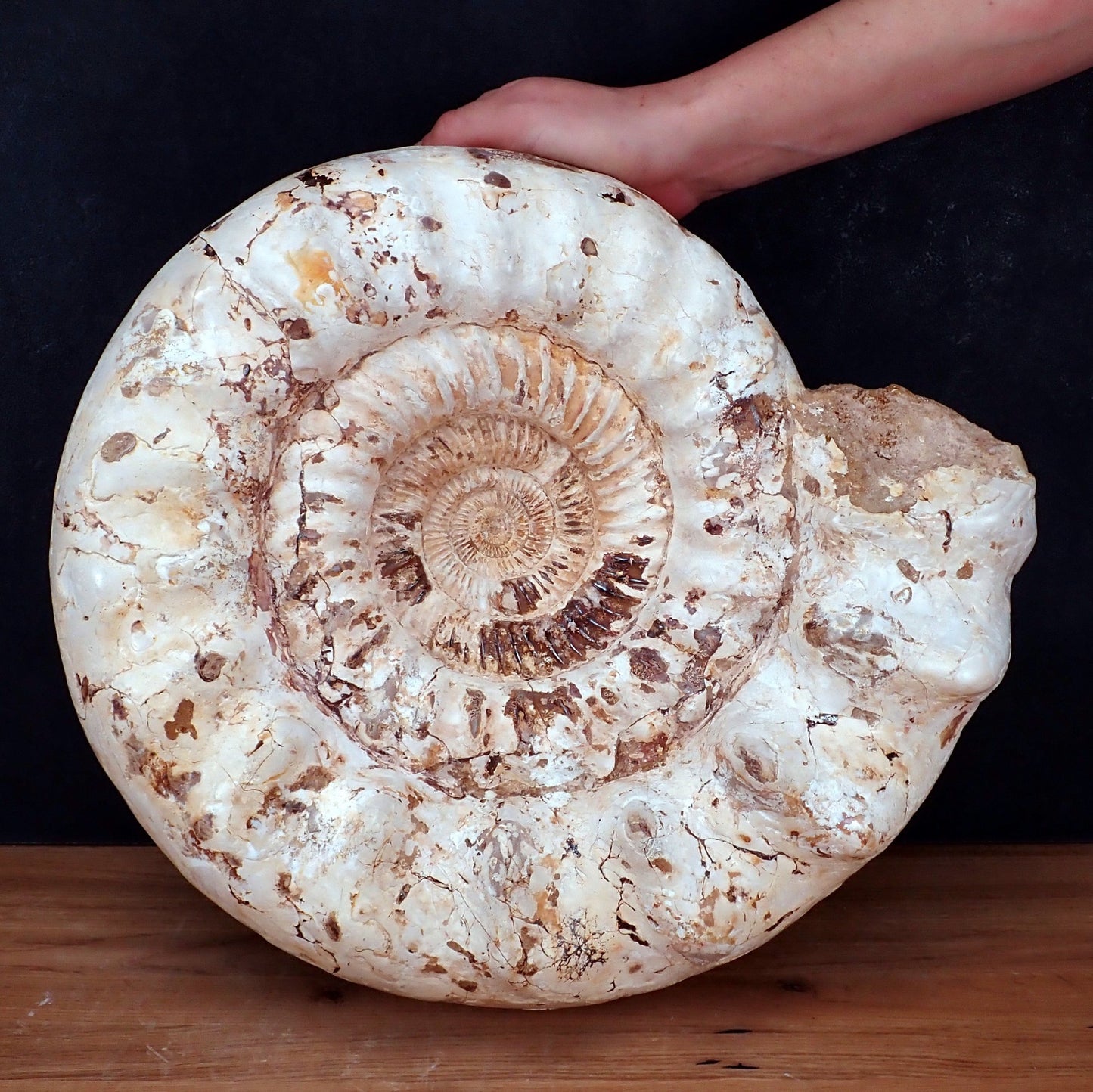Natürliches sehr Großes Ammonit Fossil - 23521,7g