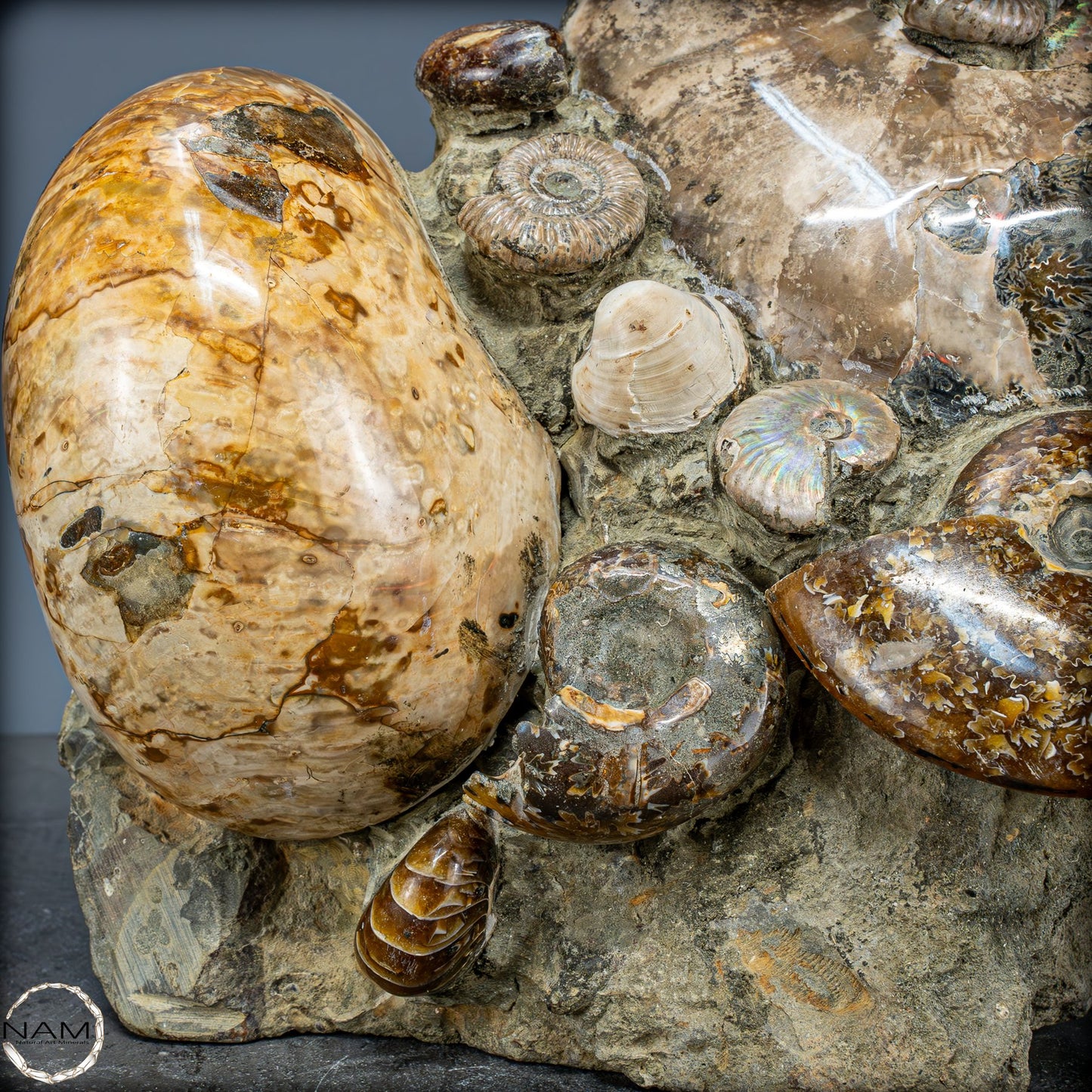 Natürliche Ammoniten der Cleoniceras-Gruppe - 8018,74g