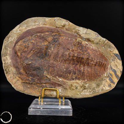 Fossil eines großen Trilobiten - Hollardops mesocristata, Marokko - 1675,72g