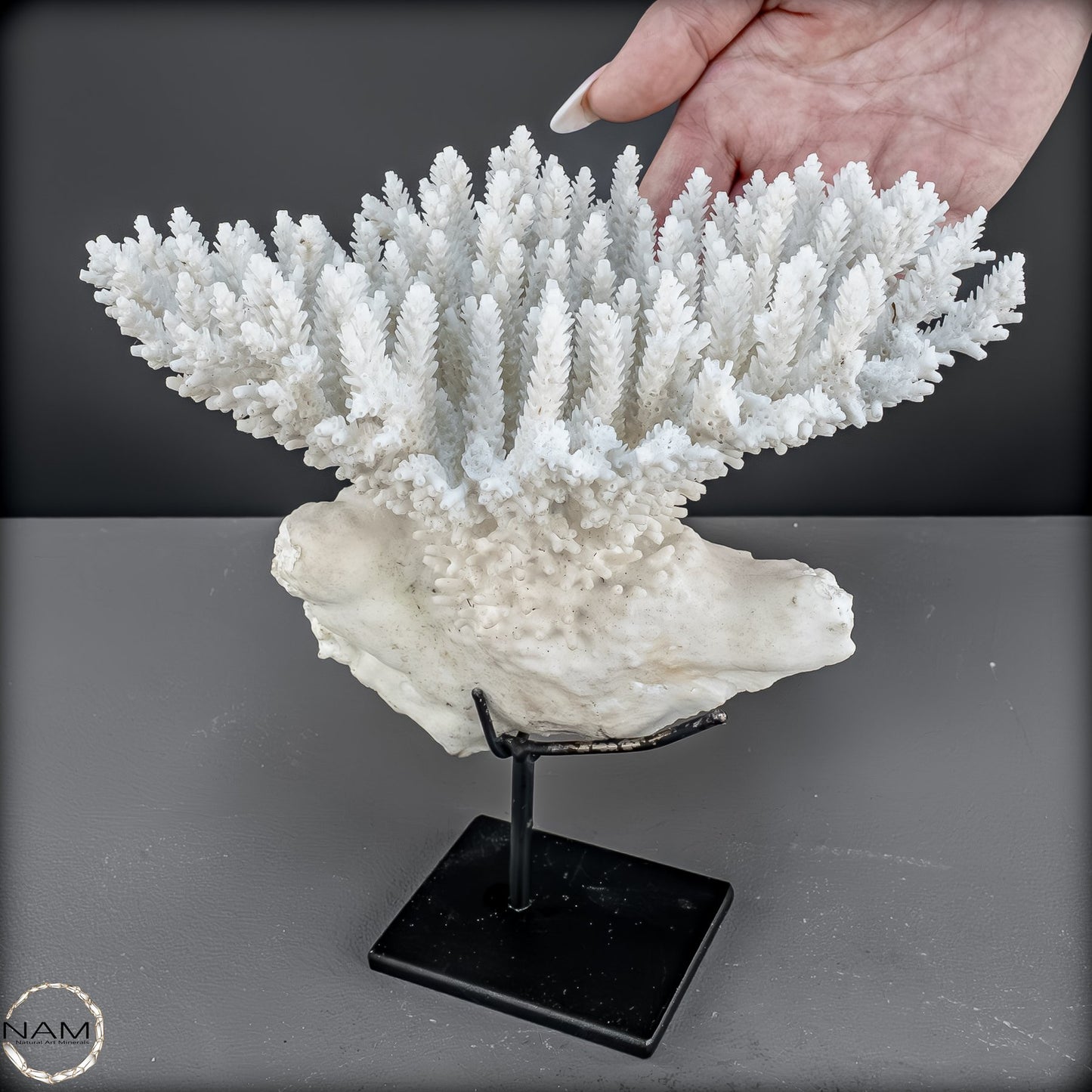 Zweige der weißen Koralle Acropora Florida auf Handgemachter Basis - 668,84g