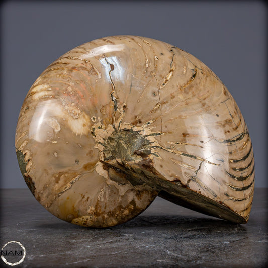 Natürlicher Bunter & Schillernder Nautilus Fossil - 3089,99g