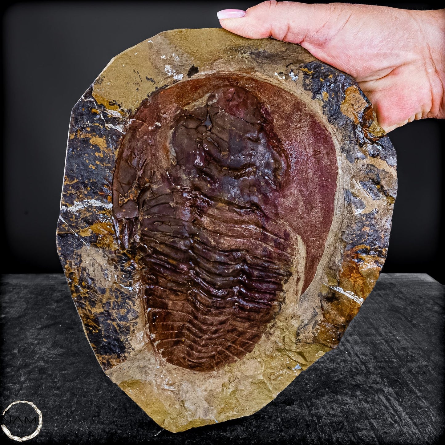 Fossil eines großen Trilobiten - Hollardops mesocristata, Marokko - 2275,73g