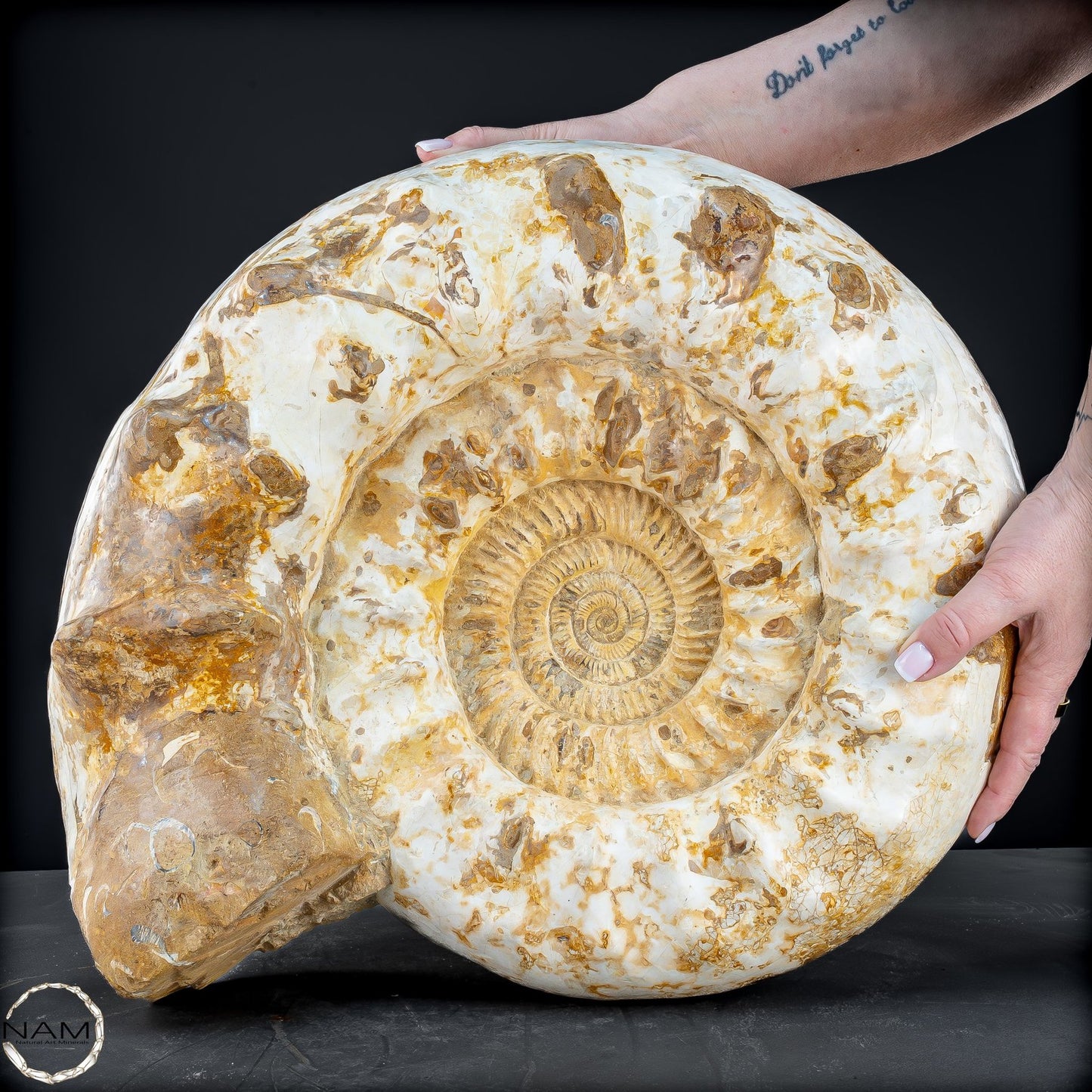 Sehr Großes Ammonit Fossil - 36666,66g
