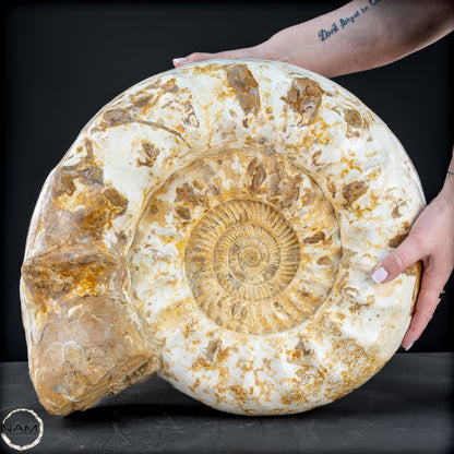 Sehr Großes Ammonit Fossil - 36666,66g