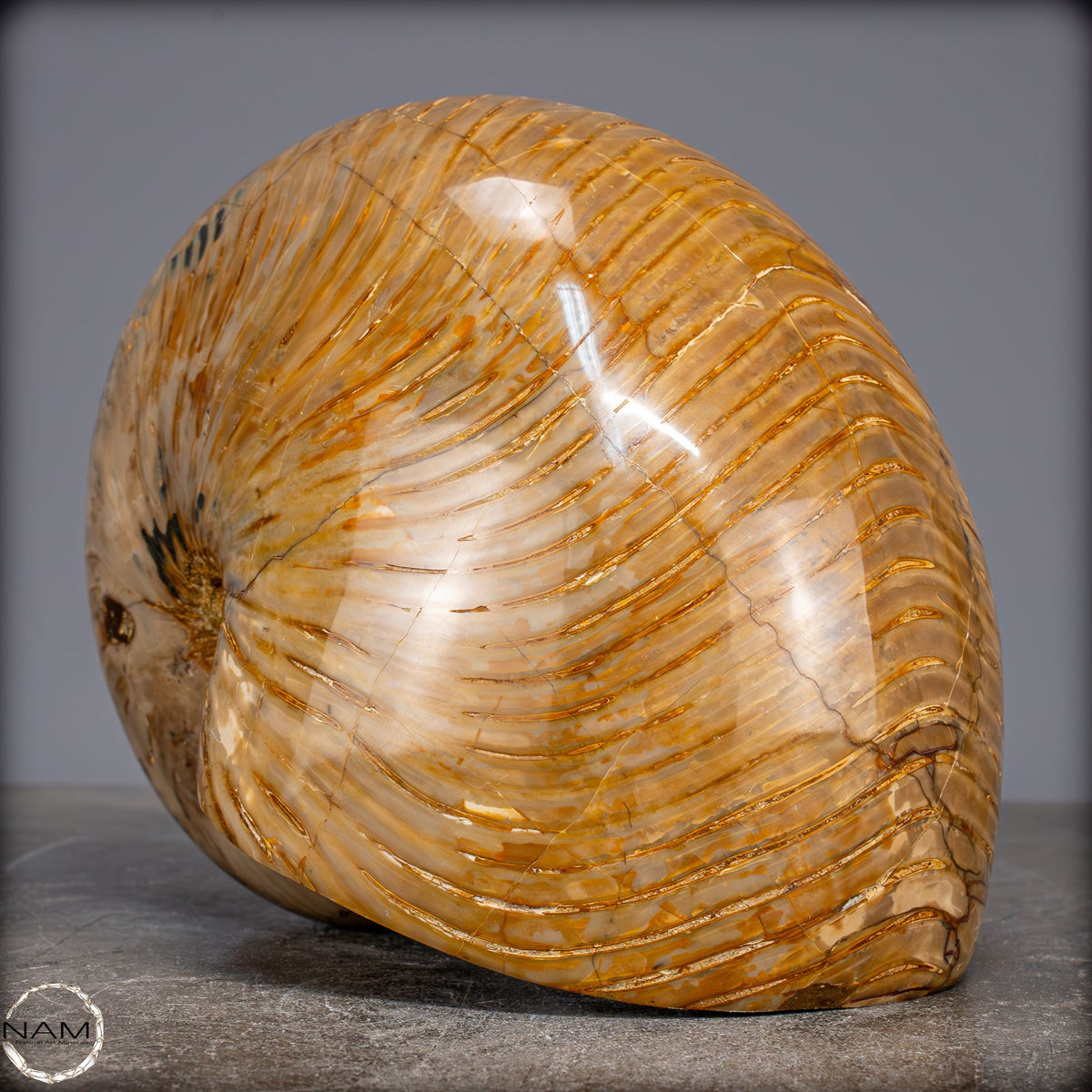 Natürlicher Bunter & Schillernder Nautilus Fossil - 4032,15g