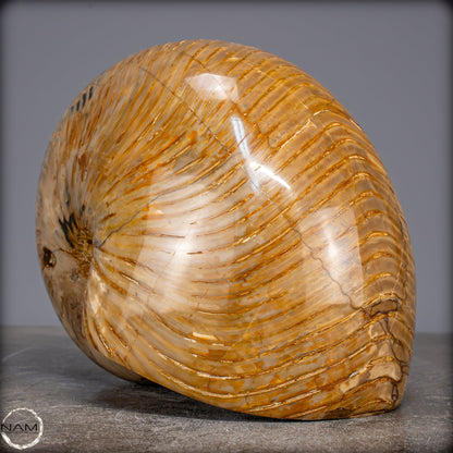 Natürlicher Bunter & Schillernder Nautilus Fossil - 4032,15g
