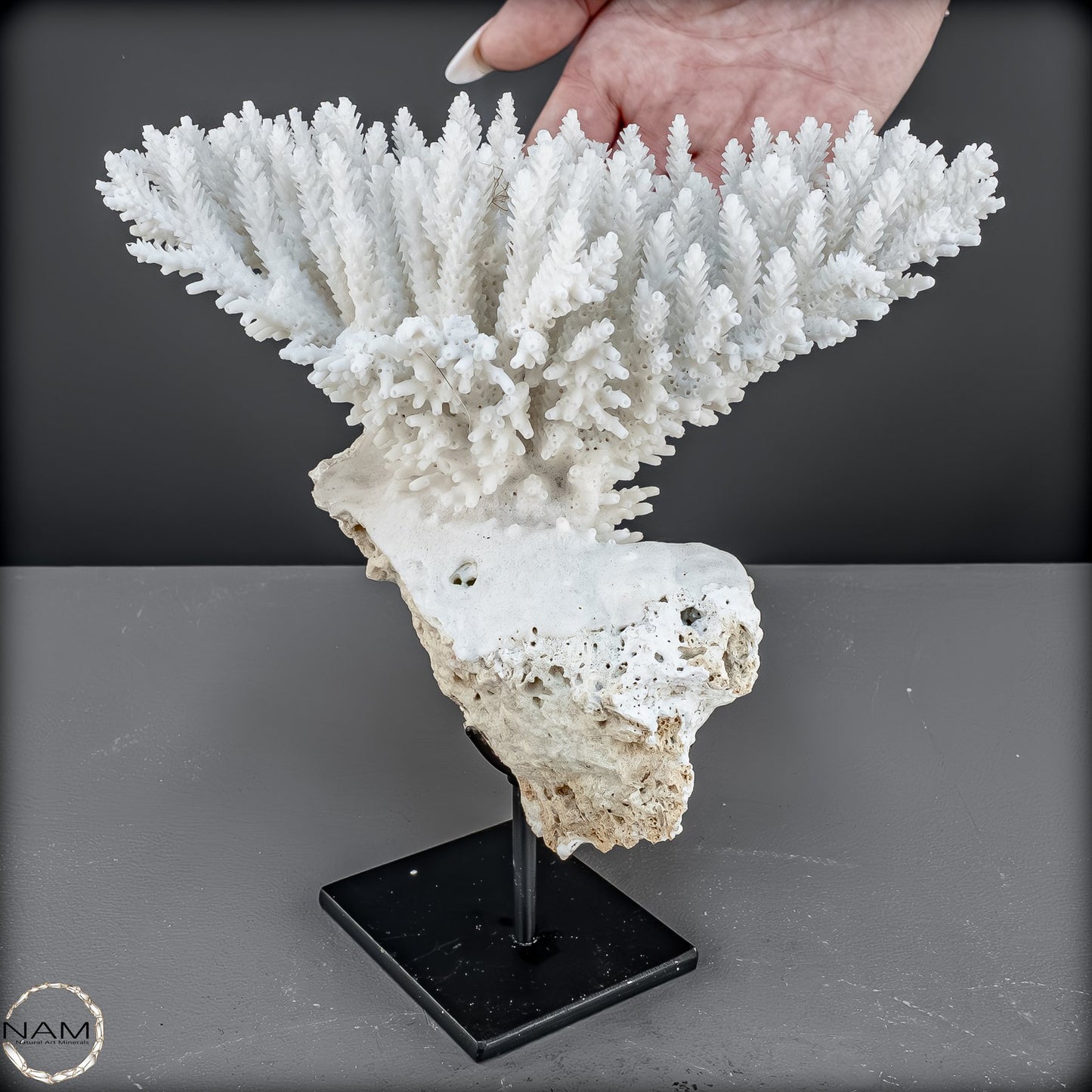 Zweige der weißen Koralle Acropora Florida auf Handgemachter Basis - 668,84g
