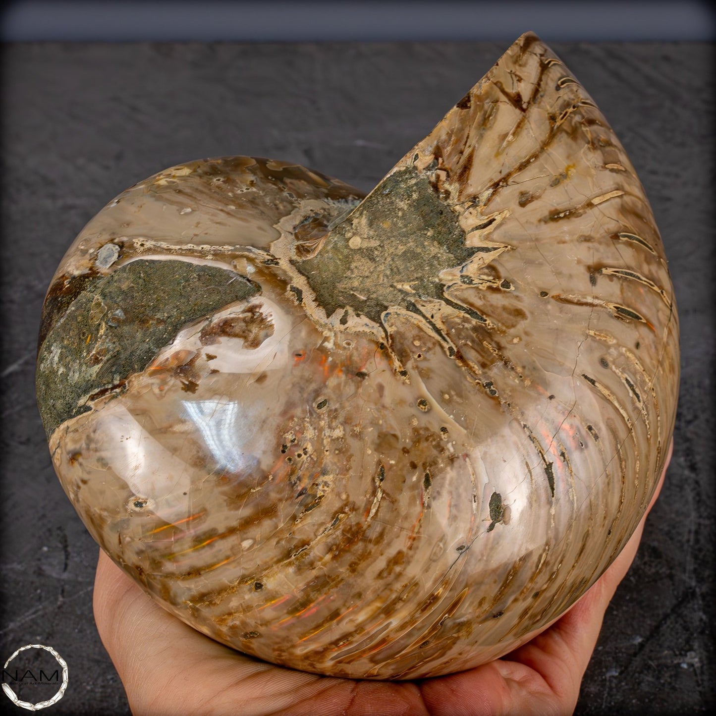 Natürlicher Bunter & Schillernder Nautilus Fossil - 3089,99g