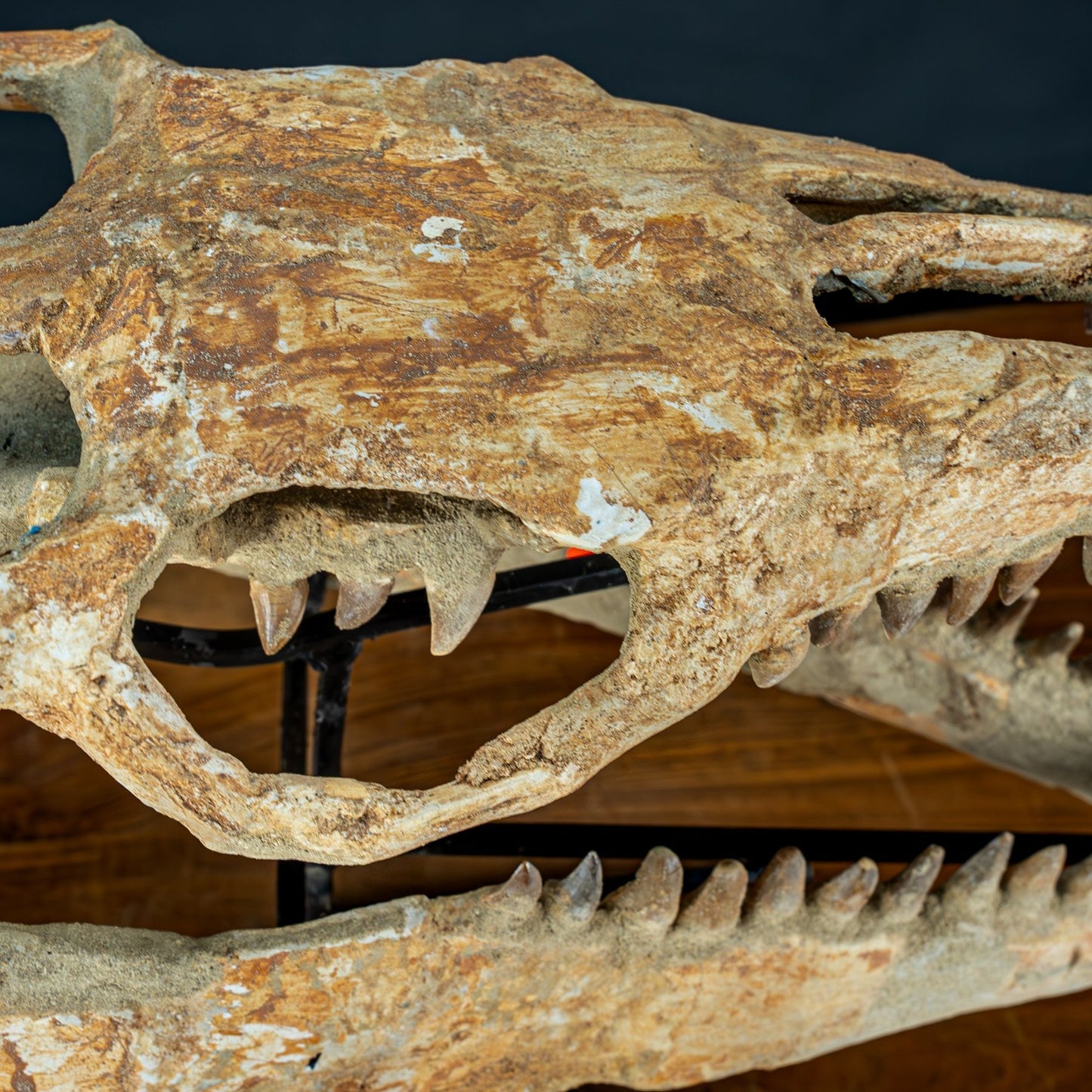 Fossiler Schädel eines Mosasaurus, sehr selten - 5144,26g