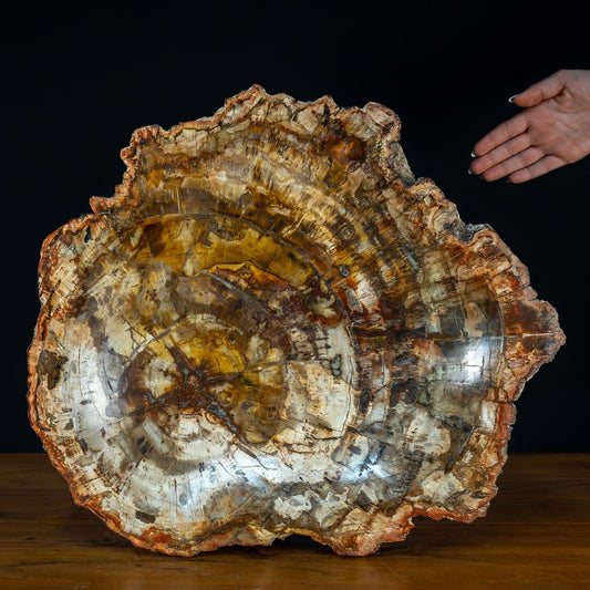 Natürliche, Große Versteinerte Holz Kristall-Schale - 12709,37g