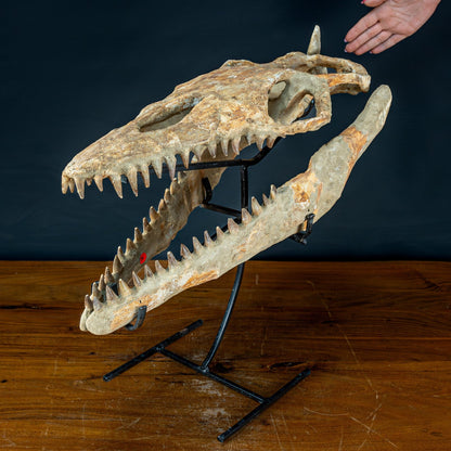 Fossiler Schädel eines Mosasaurus, sehr selten - 5144,26g