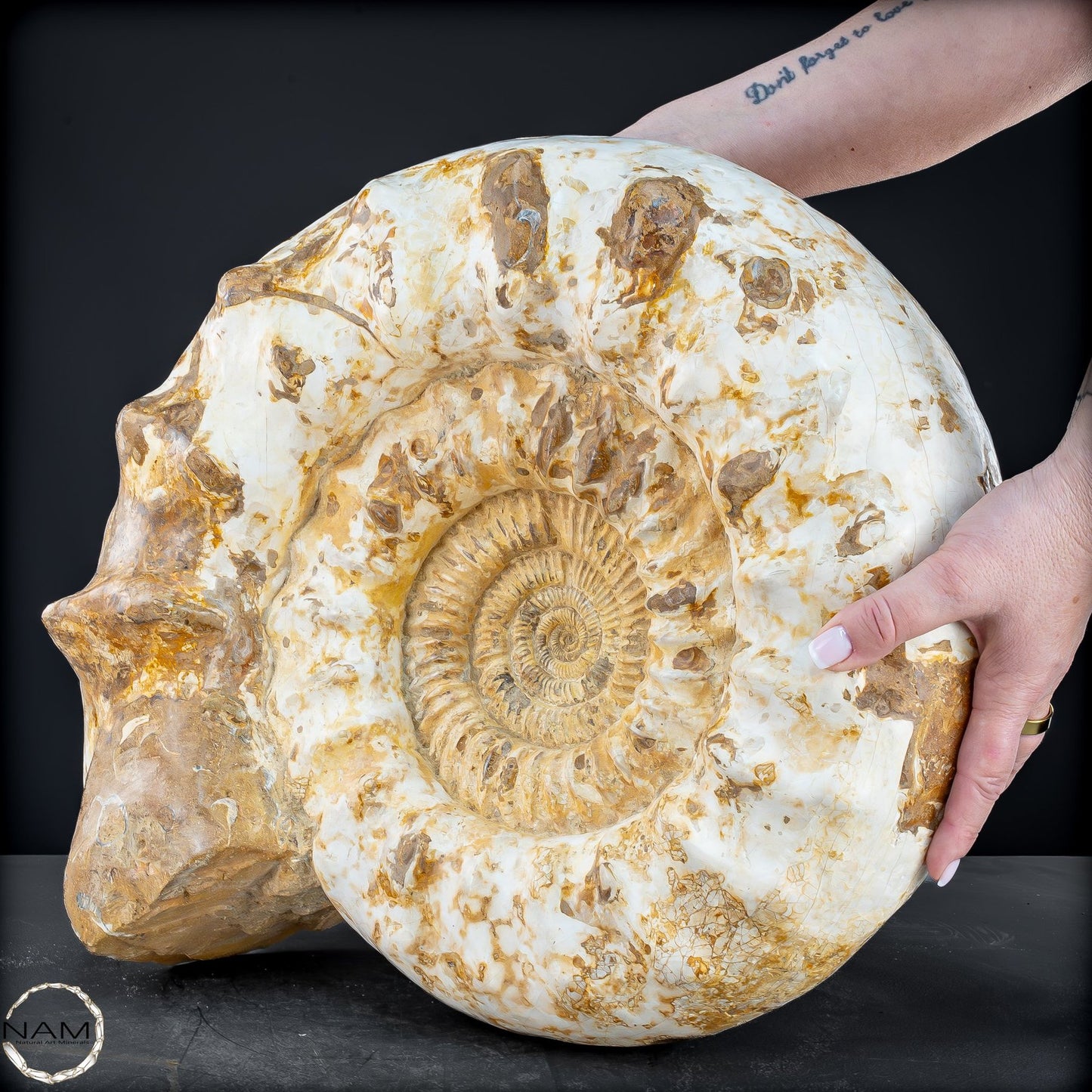 Sehr Großes Ammonit Fossil - 36666,66g