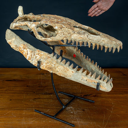 Fossiler Schädel eines Mosasaurus, sehr selten - 5144,26g