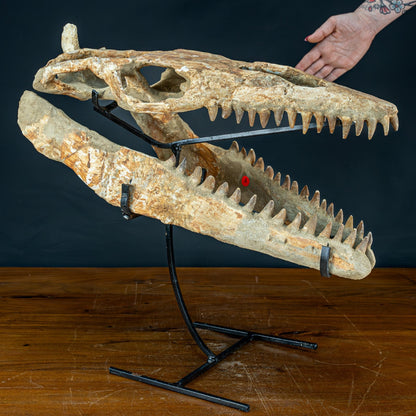 Fossiler Schädel eines Mosasaurus, sehr selten - 5144,26g