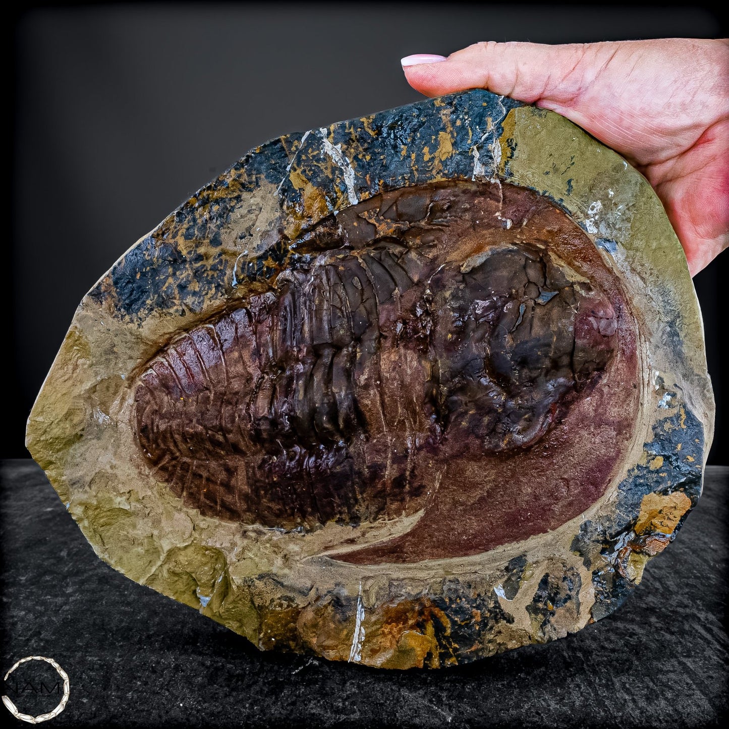 Fossil eines großen Trilobiten - Hollardops mesocristata, Marokko - 2275,73g