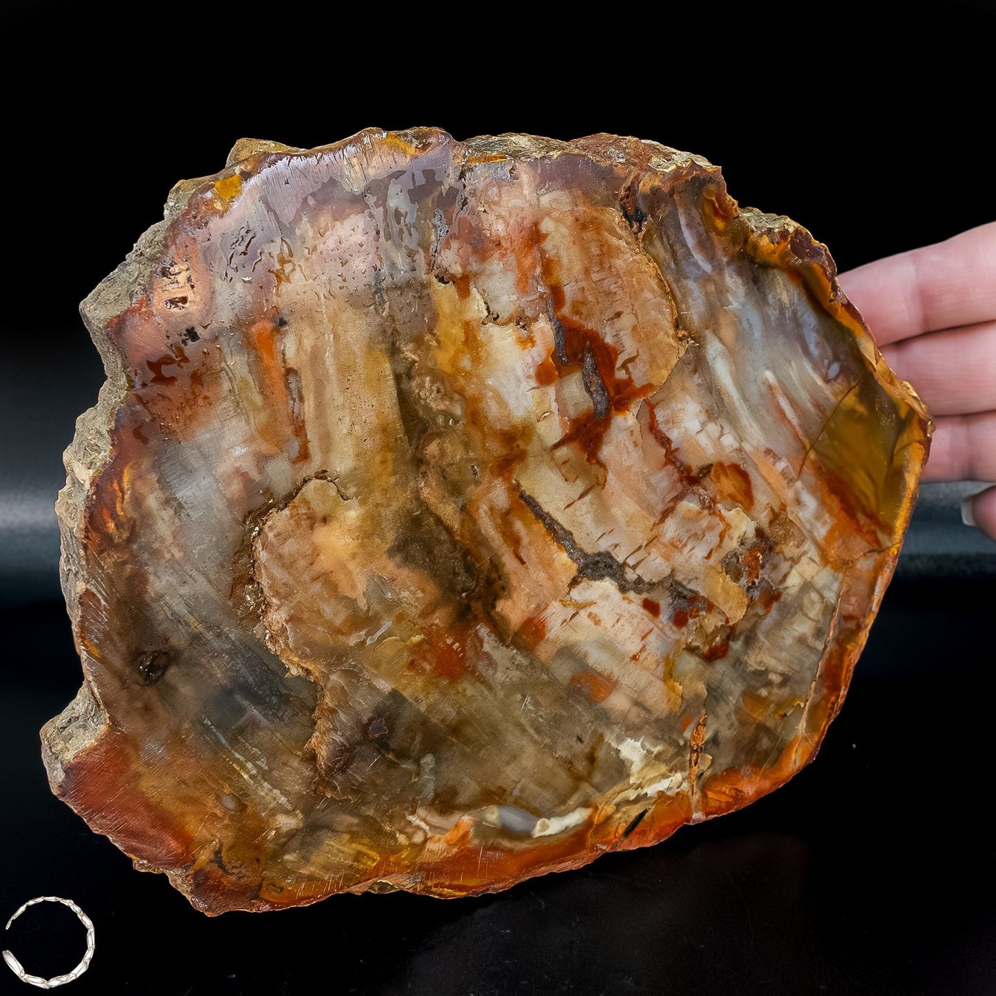 Natürliche Versteinerte Holz Kristall-Scheibe aus Arizona - 762,48g