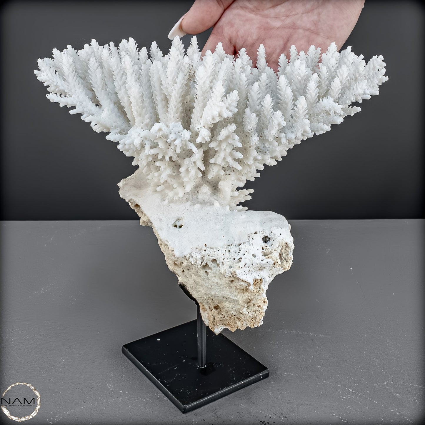 Zweige der weißen Koralle Acropora Florida auf Handgemachter Basis - 668,84g