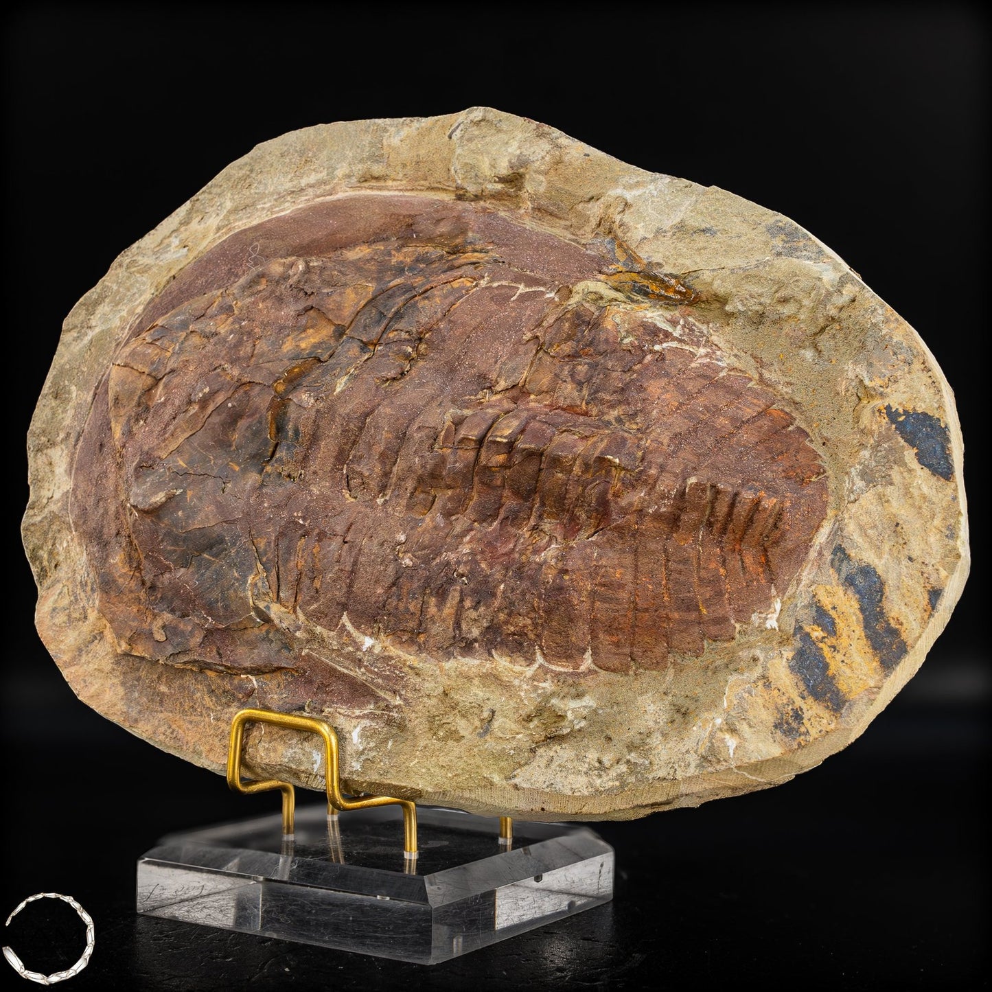 Fossil eines großen Trilobiten - Hollardops mesocristata, Marokko - 1675,72g
