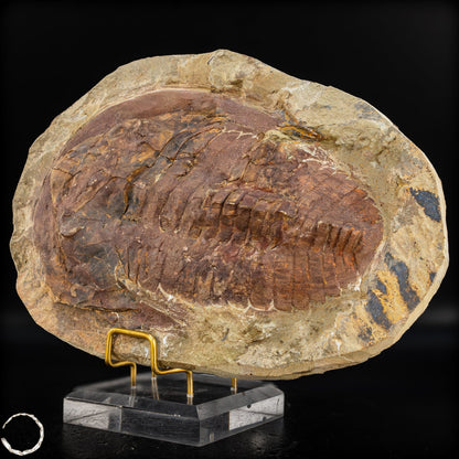 Fossil eines großen Trilobiten - Hollardops mesocristata, Marokko - 1675,72g
