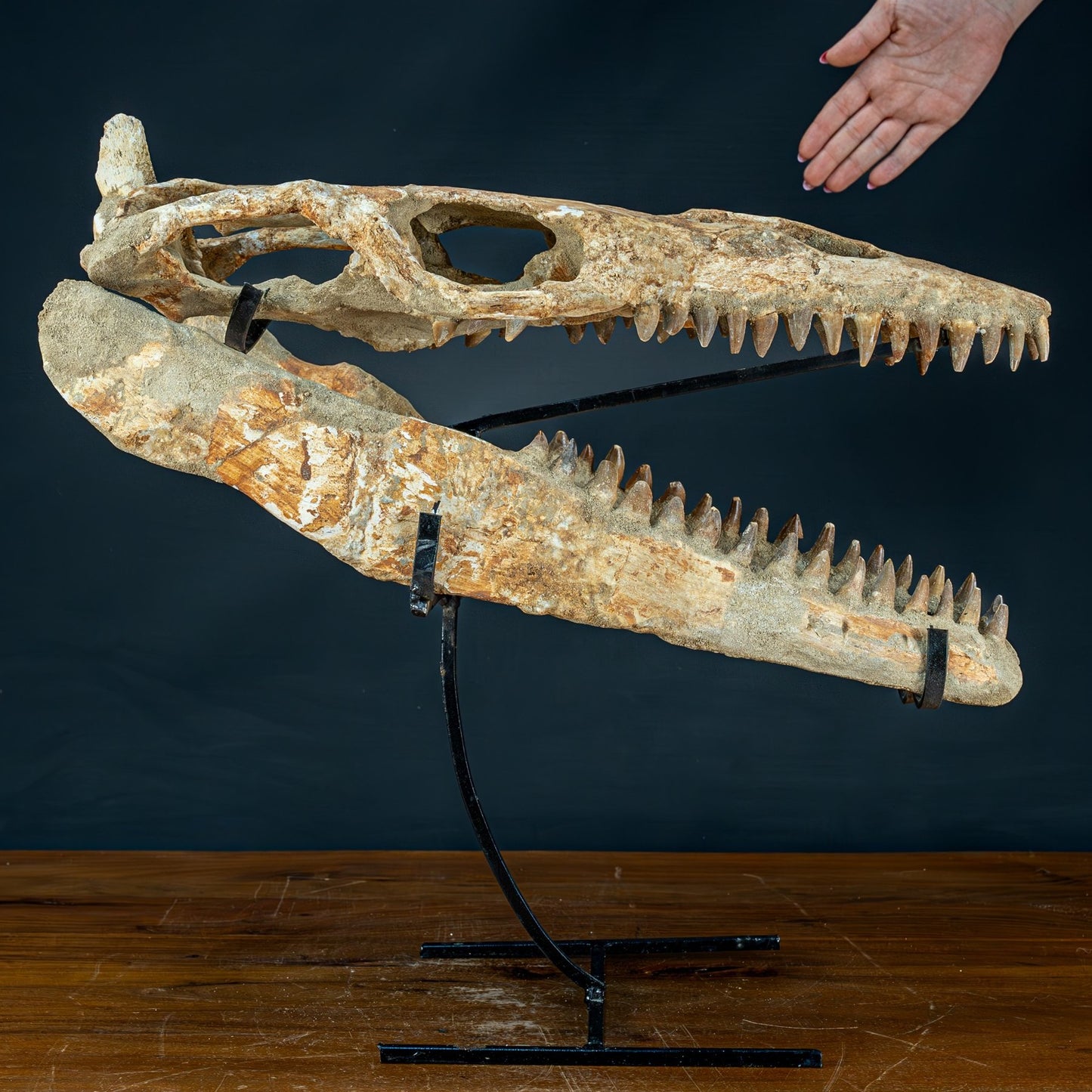 Fossiler Schädel eines Mosasaurus, sehr selten - 5144,26g