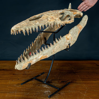 Fossiler Schädel eines Mosasaurus, sehr selten - 5144,26g