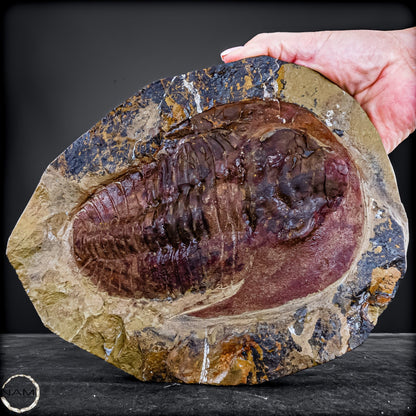 Fossil eines großen Trilobiten - Hollardops mesocristata, Marokko - 2275,73g